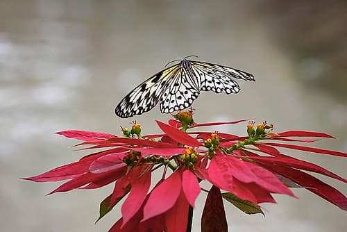 Paper kite or Large tree nymph butterfly flying Nature Print